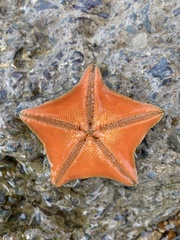 Patiria pectinifera