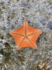Patiria pectinifera
