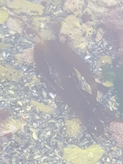 Laminaria digitata