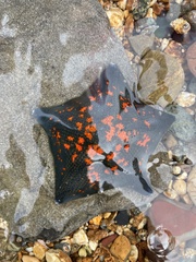 Patiria pectinifera
