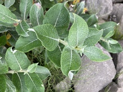 Salix alaxensis