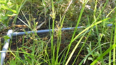 Fimbristylis complanata