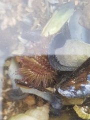 Psammechinus miliaris