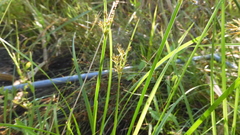 Fimbristylis complanata