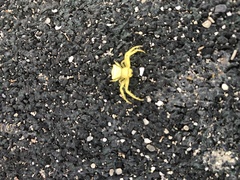 Thomisus okinawensis