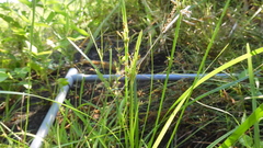 Fimbristylis complanata