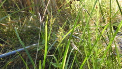 Fimbristylis complanata