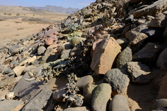 Juttadinteria albata