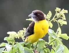 Ploceus bicolor stictifrons