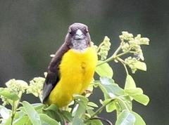 Ploceus bicolor stictifrons