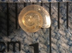 Glyphyalinia