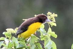 Ploceus bicolor stictifrons