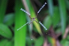 Argiope aetheroides