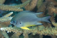 Amblyglyphidodon leucogaster