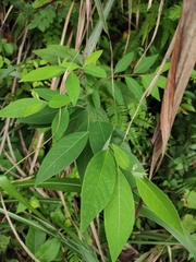 Litsea pungens