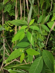 Litsea pungens