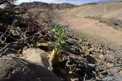 Pelargonium klinghardtense