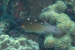 Bodianus dictynna