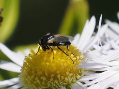 Physiphora alceae