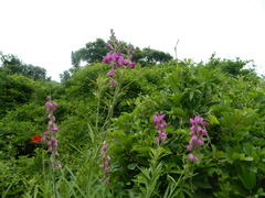 Polygala virgata virgata