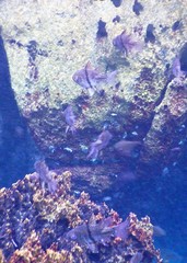 Sphaeramia orbicularis