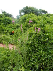 Polygala virgata virgata