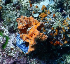 Pseudoceros laingensis