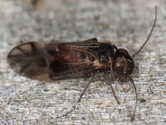 Peripsocidae