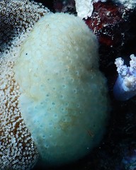 Polycitoridae