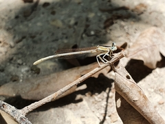 Platycnemis dealbata