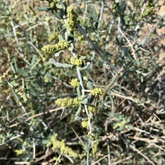 Chenopodium nitrariaceum
