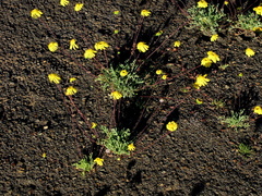 Euryops annuus