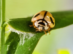 Cheilomenes sexmaculata