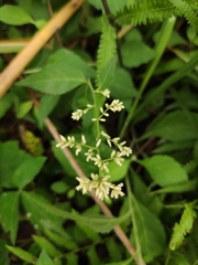 Artemisia anomala