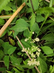 Artemisia anomala