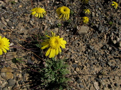 Euryops annuus