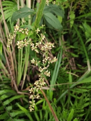 Artemisia anomala