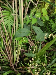 Artemisia anomala