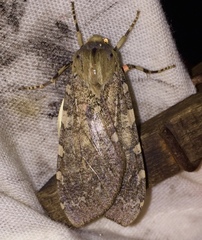 Pseudohemihyalea labecula