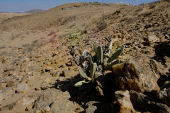 Hartmanthus pergamentaceus