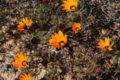 Dimorphotheca pinnata