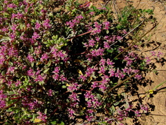 Aizoon sarcophyllum