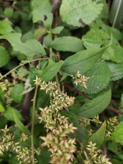 Artemisia anomala