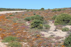 Dimorphotheca pinnata