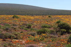 Dimorphotheca pinnata