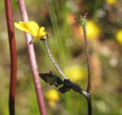 Nemesia pinnata