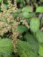Artemisia anomala