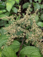 Artemisia anomala