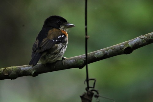 Rufous-sided Broadbill