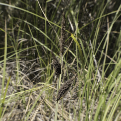 Carex barbarae